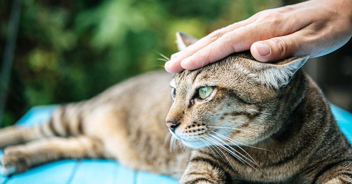 A tabby cat lying on a blue surface is being gently petted on the head by an animal communicator's hand, fostering a serene moment of pet communication.