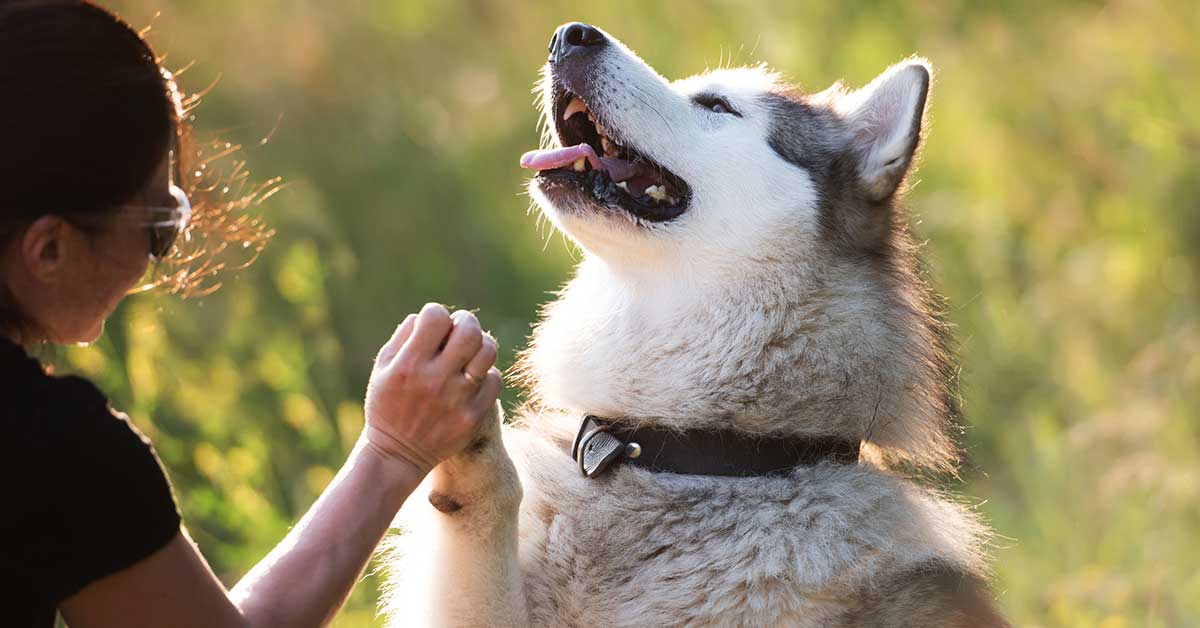 A person in sunglasses holds the paw of a large, fluffy dog outdoors. The dog looks upwards with its tongue out, as if sensing the presence of a reputable animal communicator nearby.