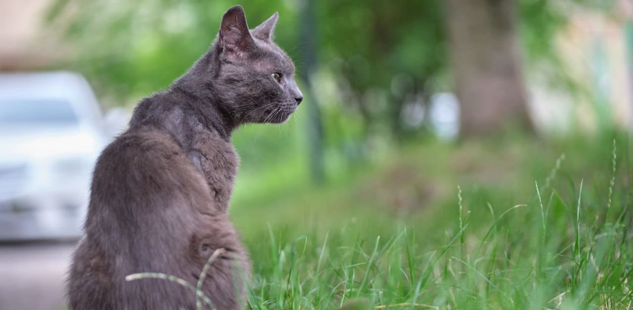 A grey cat sits in the grass looking to the side, a familiar sight for those helping with a missing pet search.