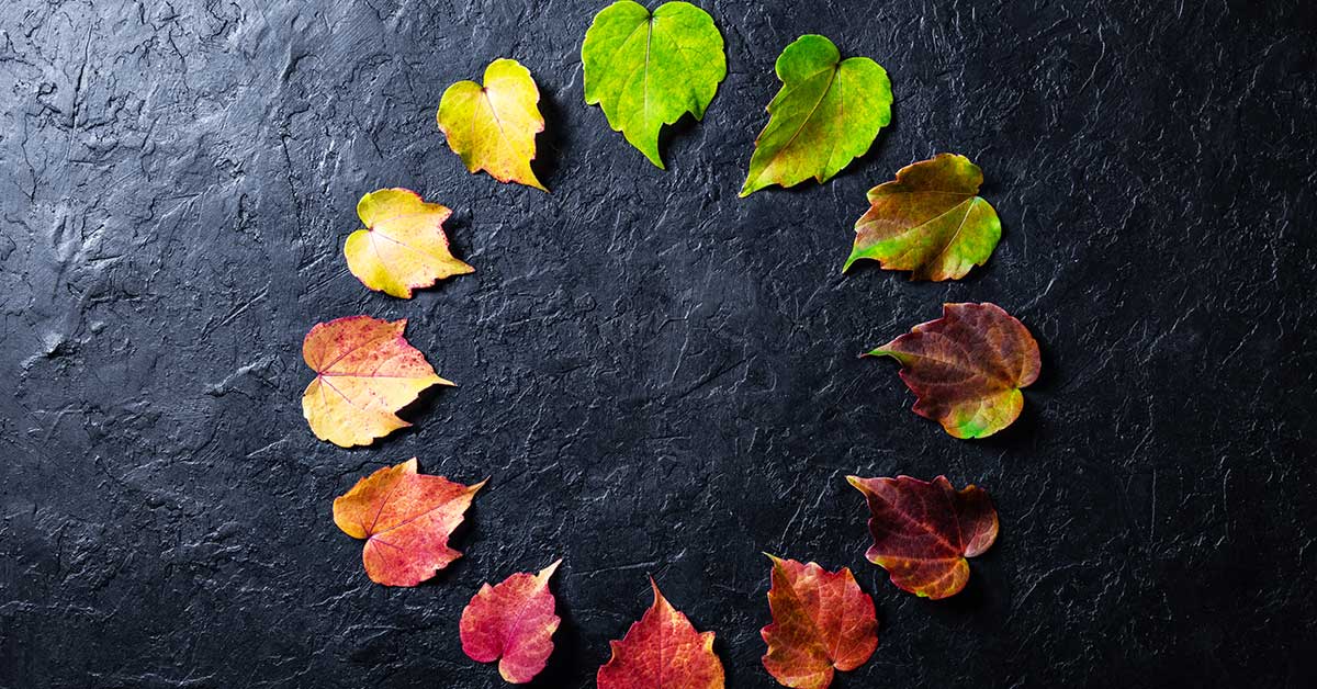 Twelve leaves in various stages of color change are arranged in a circle on a dark, textured background, symbolizing the flow of intuitive guidance through nature’s cycles.