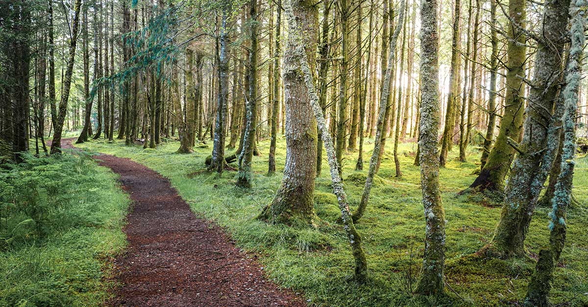A dirt path winds through a dense forest, where transitions of sunlight stream through tall trees onto green moss and ferns.
