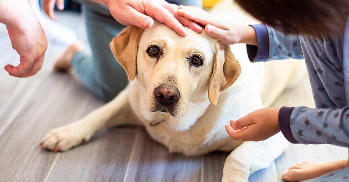 A yellow Labrador retriever lies comfortably on the floor, surrounded by its joyous owners and attentive pet doulas, basking in affectionate pets from everyone around.