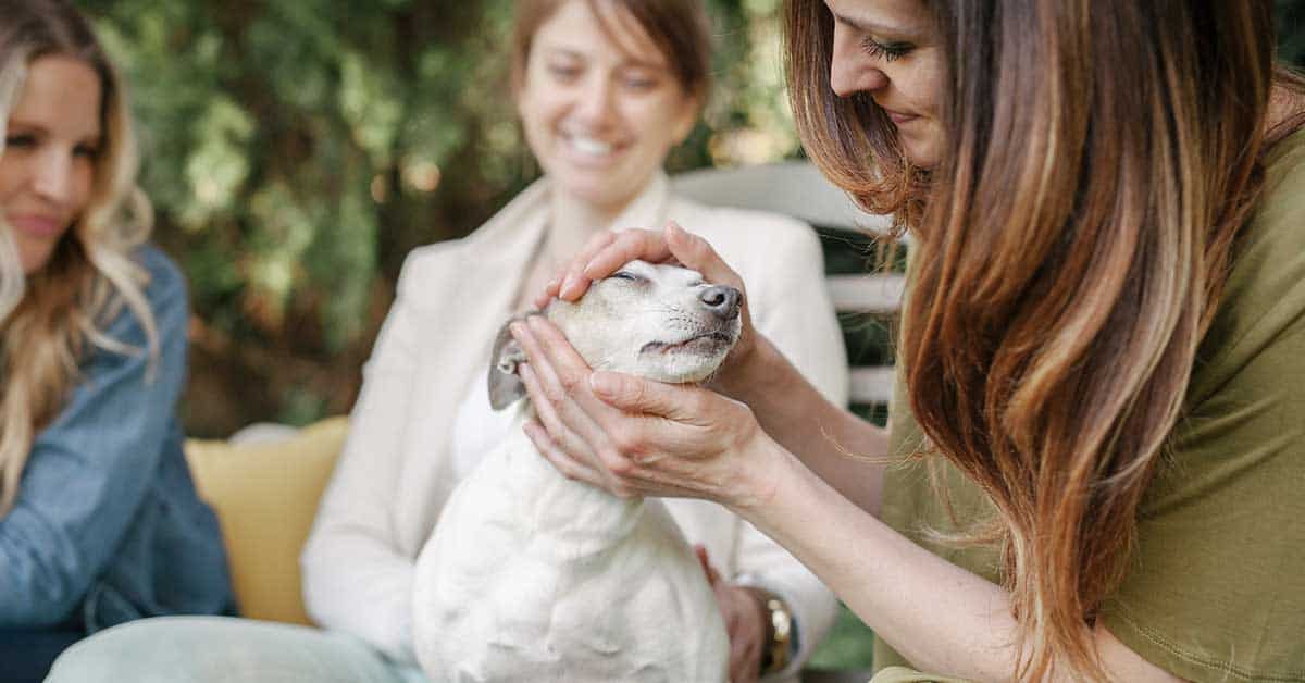 Three people sitting outdoors, acting like pet doulas, are joyfully petting a relaxed dog.