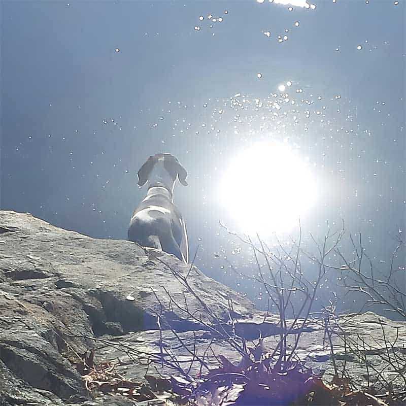 A pet sits on a rock edge overlooking a shimmering body of water under the bright sunlight, exuding a serene and contemplative presence.